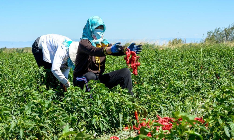 Villagers pick red peppers in Santanghu Town of Kazak Autonomous County of Barkol, northwest China's Xinjiang Uygur Autonomous Region, Aug. 19, 2021.Photo:Xinhua