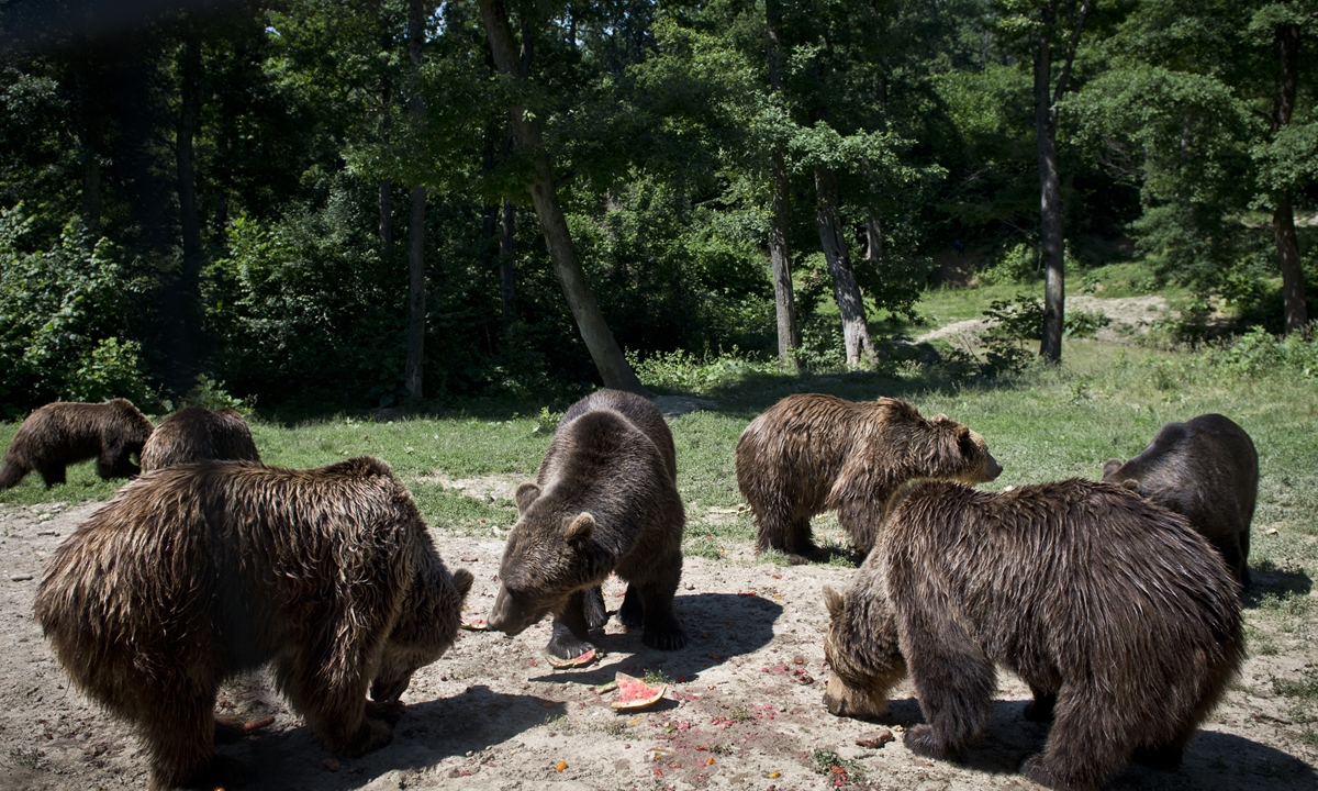 Brown bears in Romania Photo: AFP