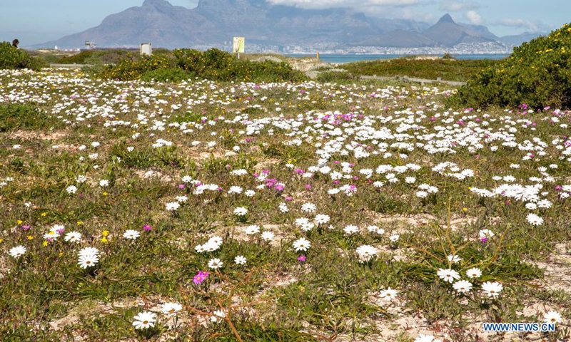 Wildflowers are in bloom at the seaside in Cape Town, South Africa, on Aug. 22, 2021.(Photo: Xinhua)