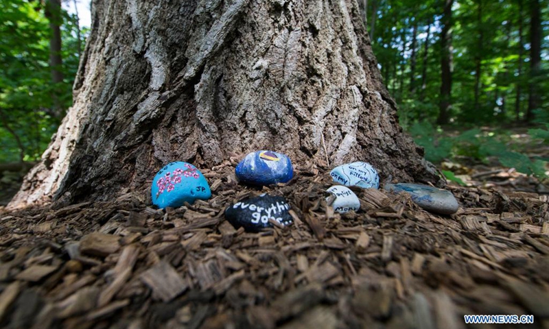 Painted rocks are seen on the Pheasant Run Trail in Mississauga, Ontario, Canada, on Aug. 22, 2021. With lots of colorful painted rocks, the trail attracts people to explore this summer.(Photo: Xinhua)