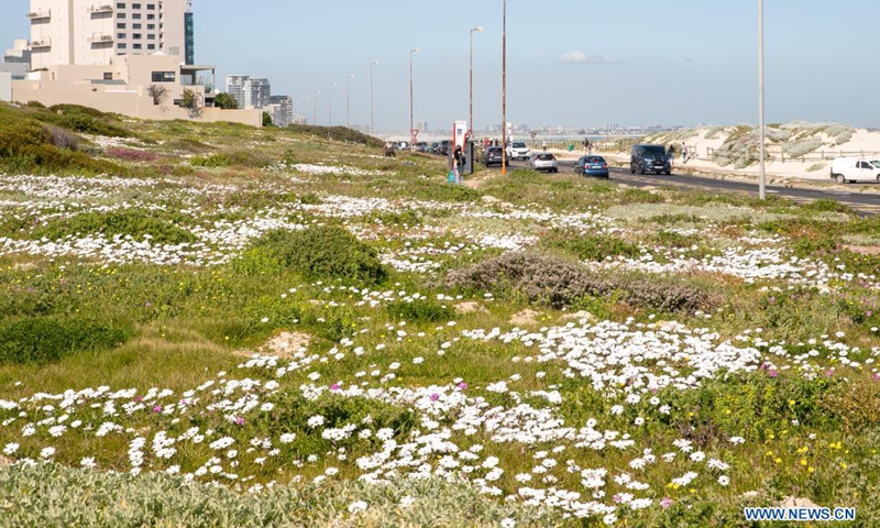 Wildflowers are in bloom at the seaside in Cape Town, South Africa, on Aug. 22, 2021.(Photo: Xinhua)