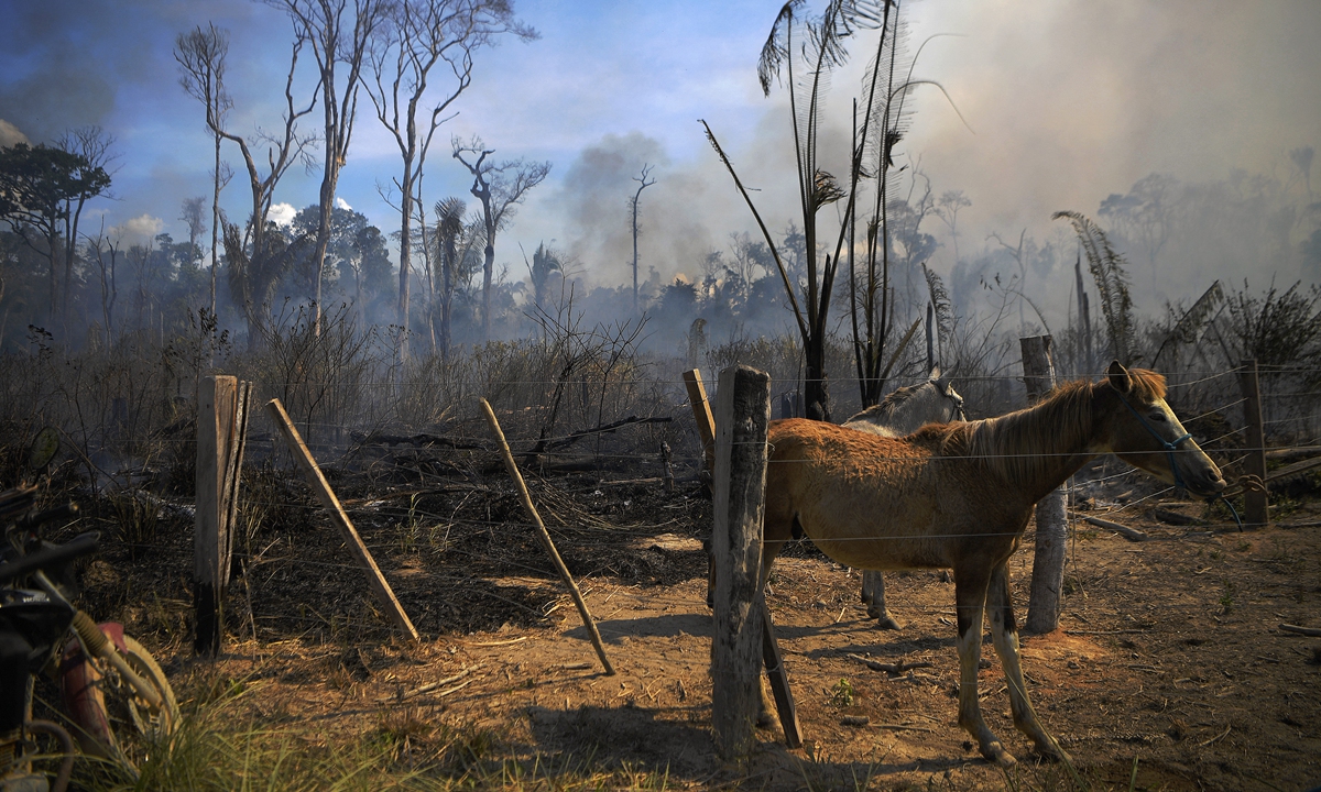 A donkey stands tied up next to a burnt area of Amazon rainforest reserve, south of Novo Progresso in Para state, Brazil on August 16, 2020. Photo: AFP