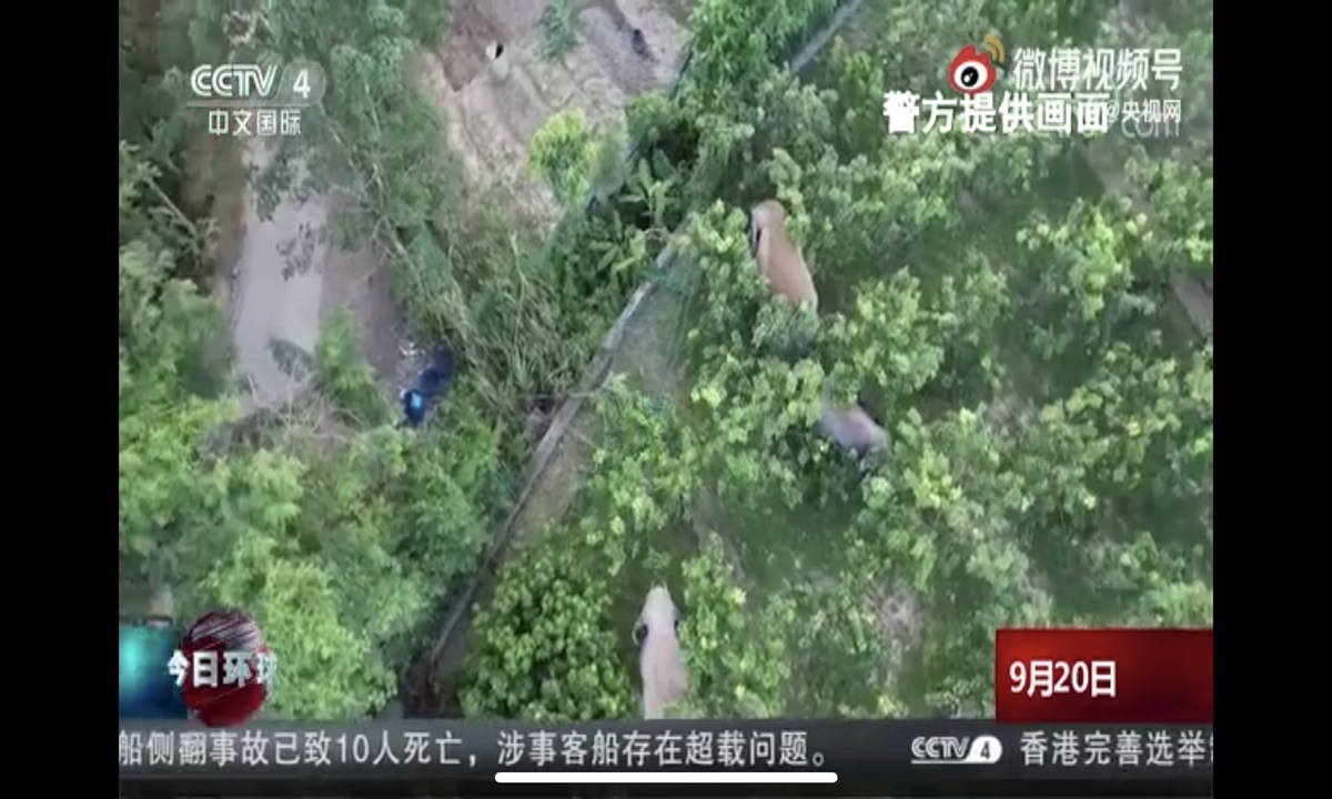 A surveillance video of three elephants pigging out and sauntering around in a village went viral online. Photo: Sina Weibo