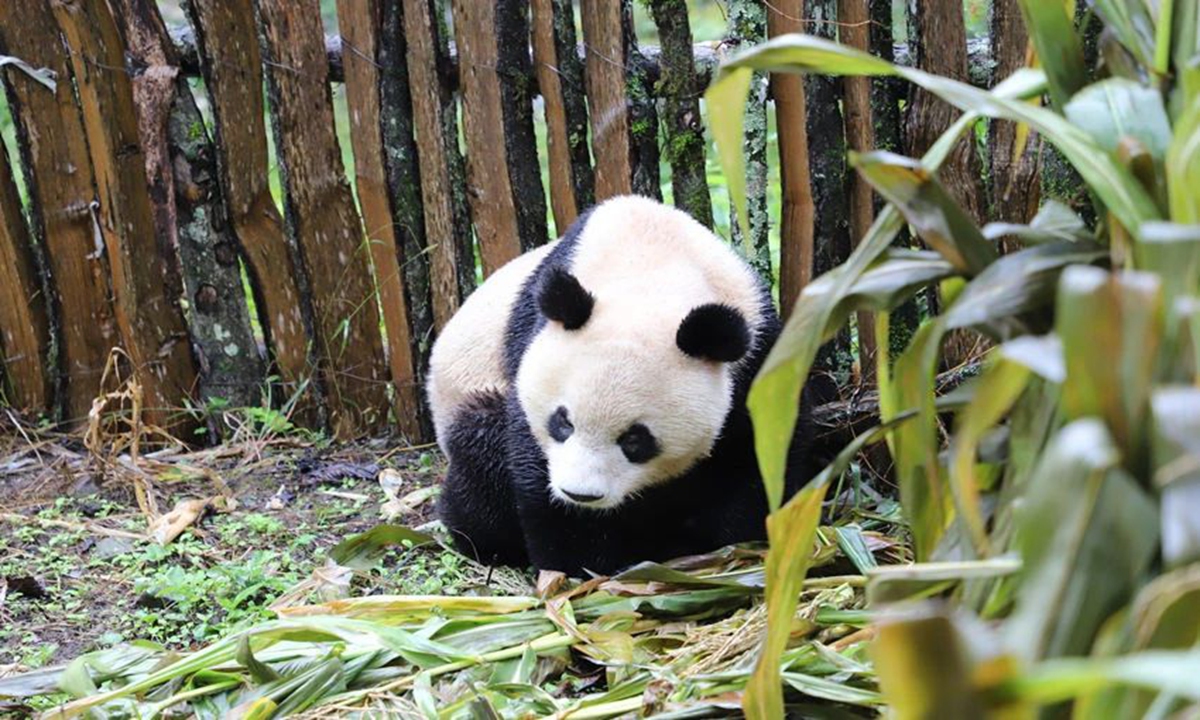 The panda wandering in the cornfield in Leshan, SW China's Sichuan Province. Photo: People's Daily