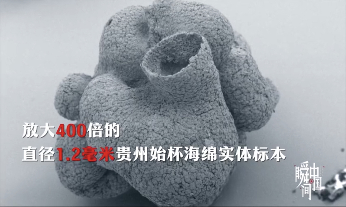 A team of researchers, led by Nanjing Institute of Geology and Paleontology, have found Eocyathispongia qiania, known as sponge animal fossils, in Southwest China. Experts say that these could be the earliest animals on Earth ever recorded. Photo: CCTV