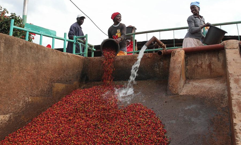 A worker pours coffee beans to a cleaning station at a coffee estate in Ruiru, a suburb on the outskirts of Nairobi, Kenya, on June 3, 2021.(Photo: Xinhua)