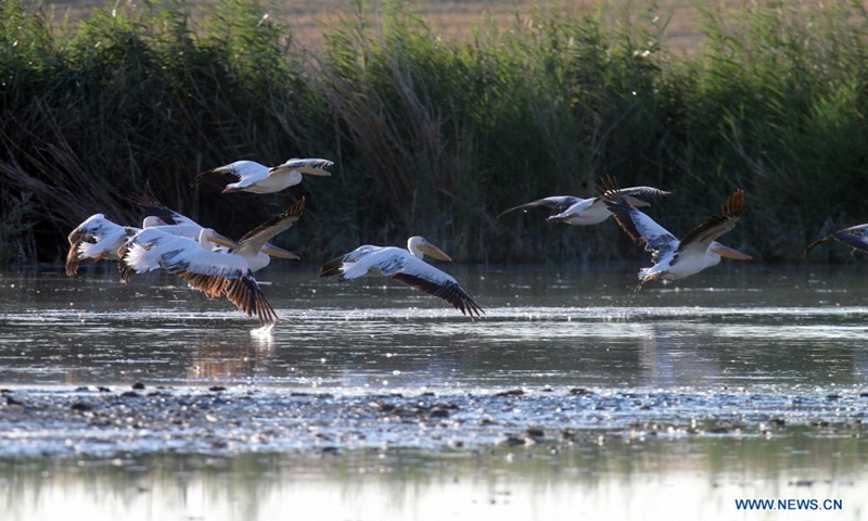 Pelicans are seen in Mogan lake near Ankara, Turkey, Aug. 23, 2021.(Photo: Xinhua)