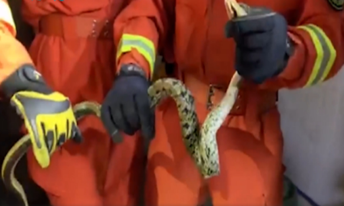 A snake was found in a resident's home in Huai'an, East China's Jiangsu Province, after it swallowed eight birds in a row raised by the elderly resident. Photo: Toutiao News