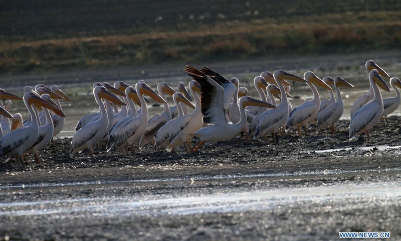 Pelicans are seen in Mogan lake near Ankara, Turkey, Aug. 23, 2021.(Photo: Xinhua)