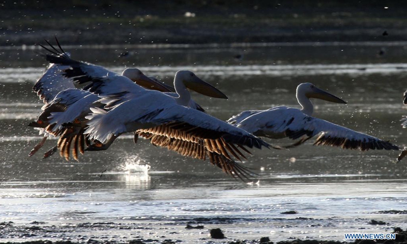 Pelicans are seen in Mogan lake near Ankara, Turkey, Aug. 23, 2021.(Photo: Xinhua)