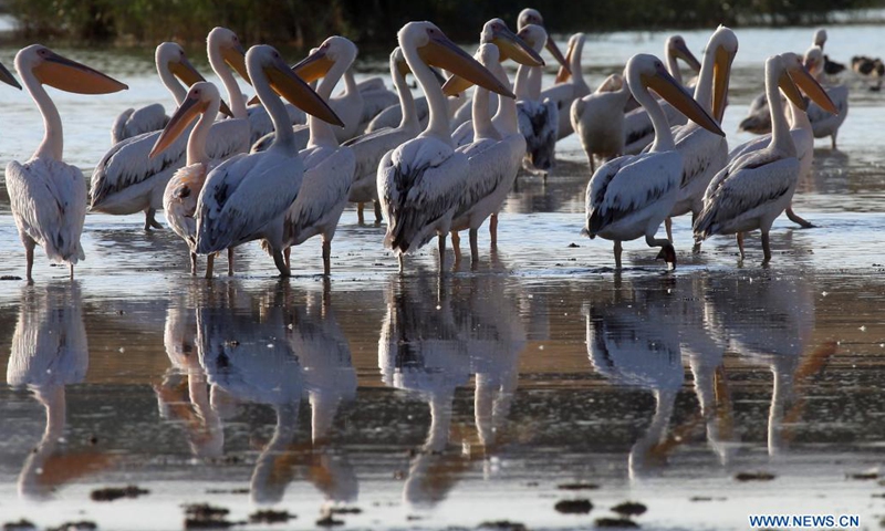 Pelicans are seen in Mogan lake near Ankara, Turkey, Aug. 23, 2021.(Photo: Xinhua)