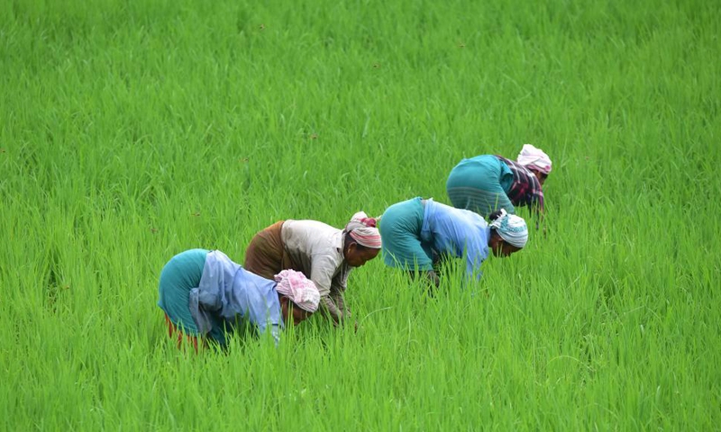 Women remove weeds from a paddy field in Morigaon district of India's northeastern state of Assam, Aug. 26, 2021.Photo:Xinhua