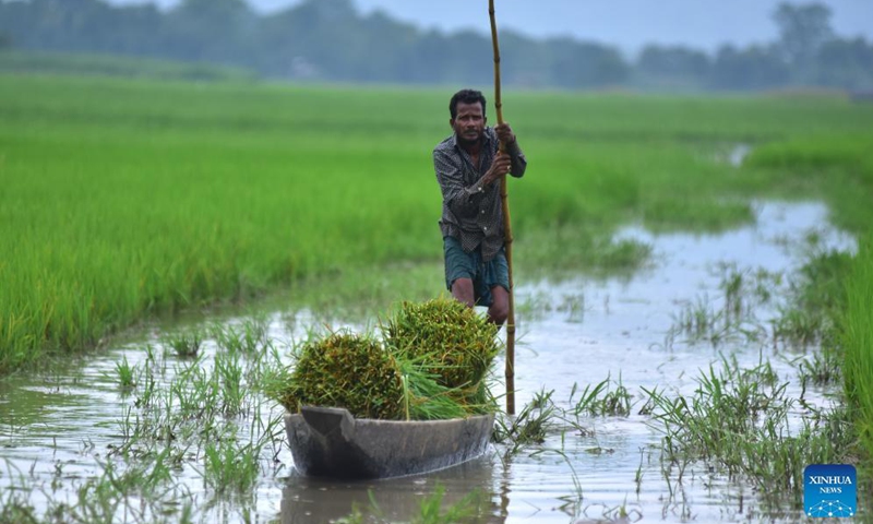 A farmer rows his boat laden with fodder for domestic animals in Morigaon district of India's northeastern state of Assam, Aug. 26, 2021.Photo:Xinhua