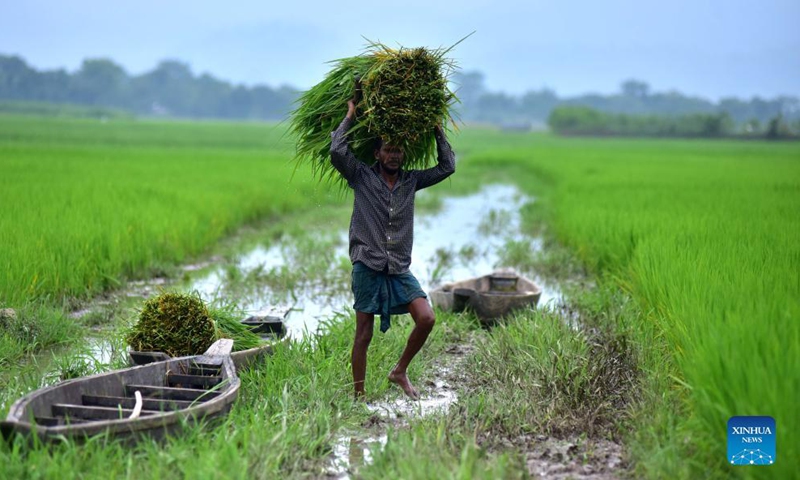 A farmer carries fodder for domestic animals in Morigaon district of India's northeastern state of Assam, Aug. 26, 2021.Photo:Xinhua