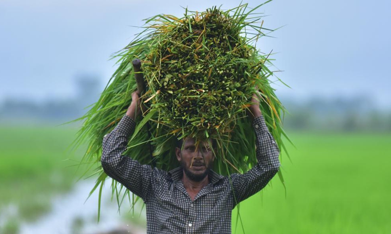 A farmer carries fodder for domestic animals in Morigaon district of India's northeastern state of Assam, Aug. 26, 2021.Photo:Xinhua