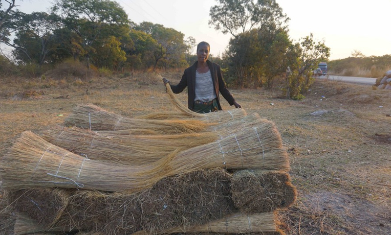 Charity Chikube, a trader in the wild grass business, stands with bundles of thatching grass in Kabwe, central Zambia, on Aug. 6, 2021.Photo:Xinhua