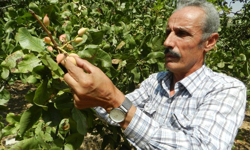 Lebanon expands cultivation of pistachio - Vimarsana News