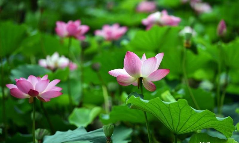 Lotus flowers bloom in the Yuniaohe Park in Yantai City, Shandong Province, Aug. 30, 2021. Photo: CNSPhoto