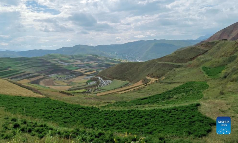 Cellphone photo taken on Aug. 31, 2021 shows the terraced fields in Lintan County of Gannan Tibetan Autonomous Prefecture, northwest China's Gansu Province. Photo: Xinhua