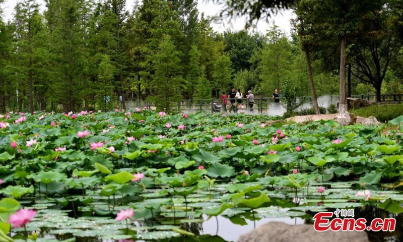 Lotus flowers bloom in the Yuniaohe Park in Yantai City, Shandong Province, Aug. 30, 2021. Photo: CNSPhoto