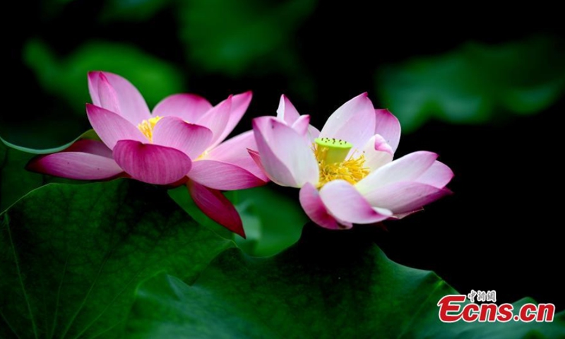 Lotus flowers bloom in the Yuniaohe Park in Yantai City, Shandong Province, Aug. 30, 2021. Photo: CNSPhoto