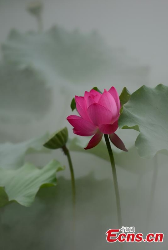 Lotus flowers bloom in the Yuniaohe Park in Yantai City, Shandong Province, Aug. 30, 2021. Photo: CNSPhoto