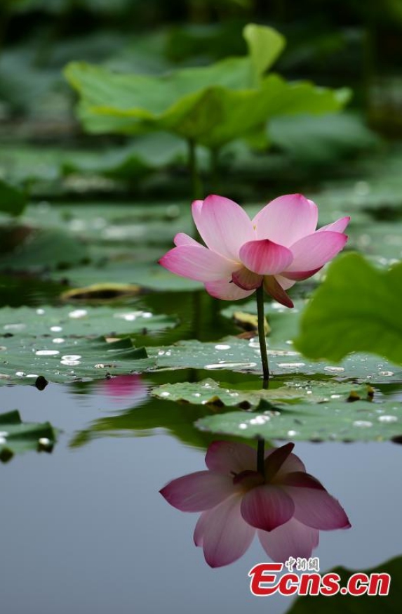 Lotus flowers bloom in the Yuniaohe Park in Yantai City, Shandong Province, Aug. 30, 2021. Photo: CNSPhoto