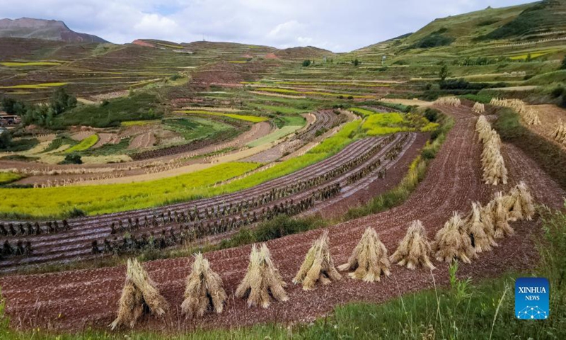 Cellphone photo taken on Aug. 31, 2021 shows the terraced fields in Lintan County of Gannan Tibetan Autonomous Prefecture, northwest China's Gansu Province. Photo: Xinhua
