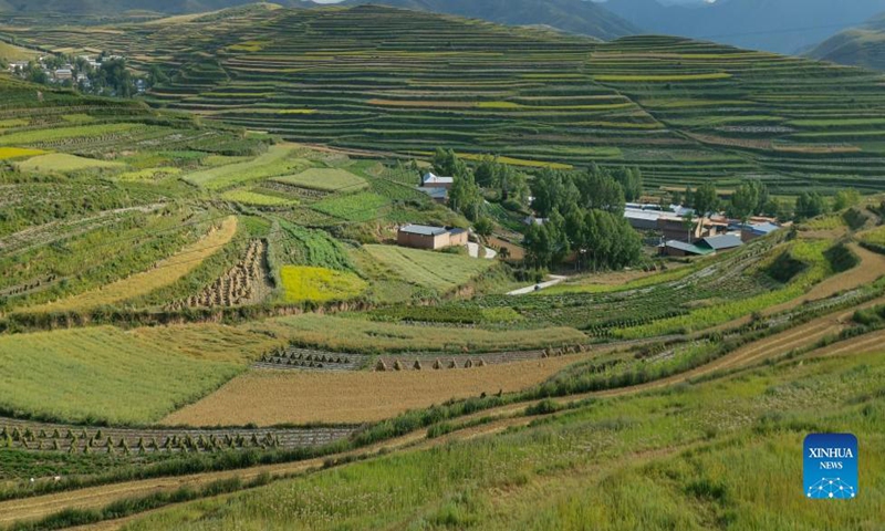 Cellphone photo taken on Aug. 31, 2021 shows the terraced fields in Lintan County of Gannan Tibetan Autonomous Prefecture, northwest China's Gansu Province. Photo: Xinhua