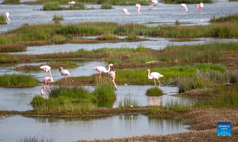 Flamingos are seen in a river in Velddrif town, South Africa, on Aug. 30, 2021.(Photo: Xinhua)