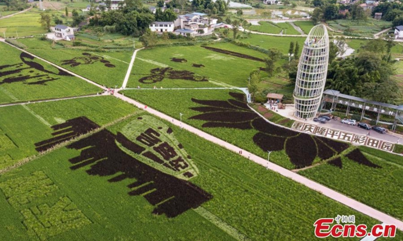 Aerial photo shows the magnificent rice paddy art pictures in Dazu District, Chongqing Municipality, Aug. 31, 2021.Photo: CNSPhoto