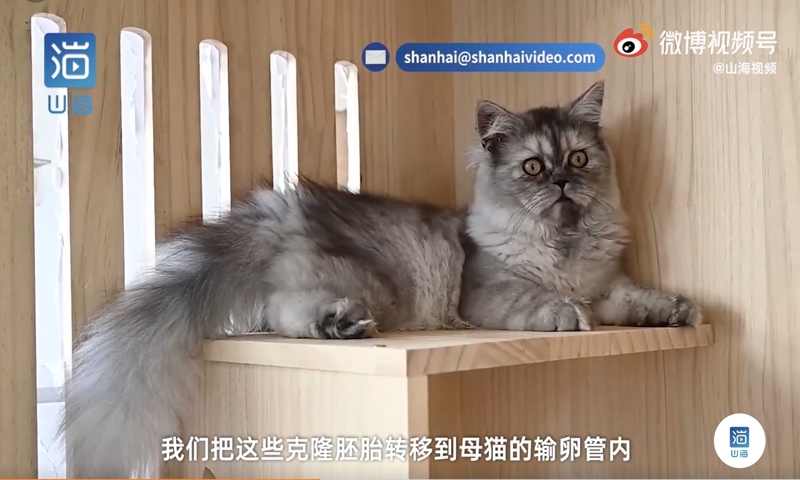 Screenshot from Sina Weibo