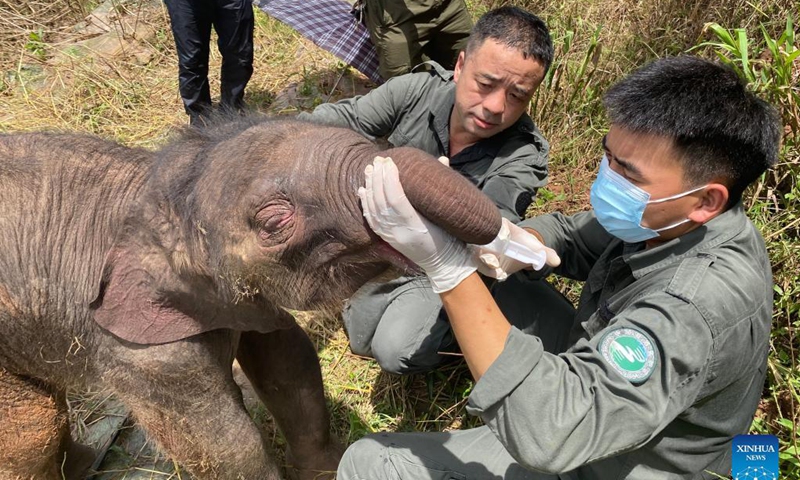 Rescuers feed the sick baby elephant in Xishuangbanna Dai Autonomous Prefecture, southwest China's Yunnan Province, Aug. 29, 2021.Photo: Xinhua