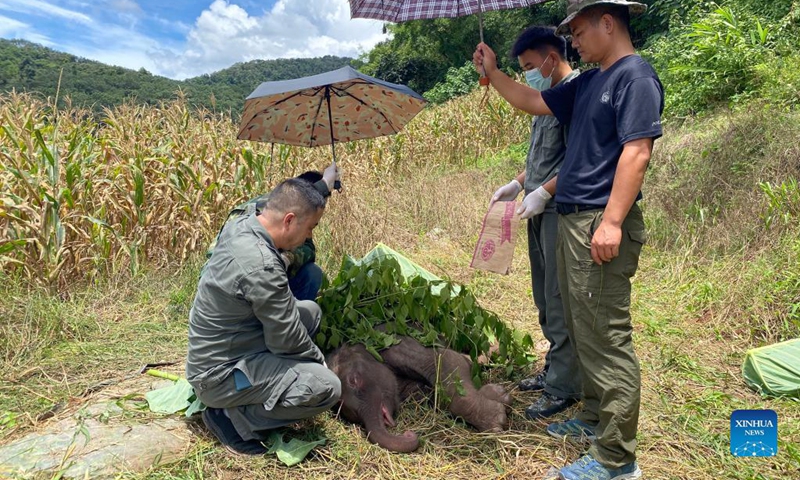 Rescuers hold umbrellas to shade the sick baby elephant from the sun in Xishuangbanna Dai Autonomous Prefecture, southwest China's Yunnan Province, Aug. 29, 2021. A newborn baby elephant in Xishuangbanna was abandoned by its herd only six days after its birth due to severe diseases including suppuration of umbilical cord.Photo: Xinhua