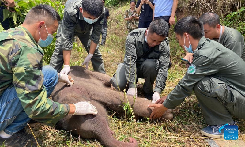 Rescuers examine the sick baby elephant in Xishuangbanna Dai Autonomous Prefecture, southwest China's Yunnan Province, Aug. 29, 2021.Photo: Xinhua
