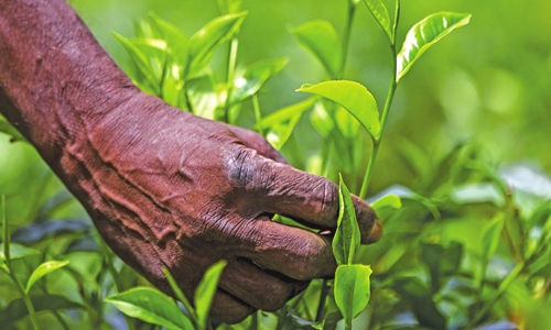 A worker picks tea leaves in Ratnapura, Sri Lanka on July 31, 2021. Photo: AFP 
