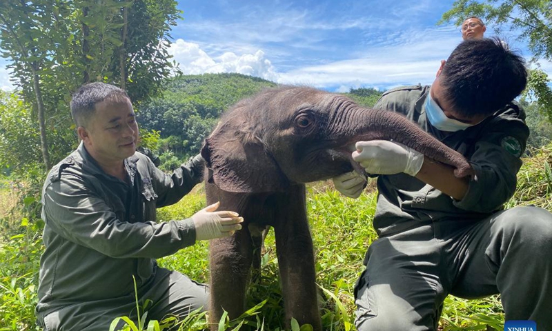 Rescuers examine the sick baby elephant in Xishuangbanna Dai Autonomous Prefecture, southwest China's Yunnan Province, Aug. 29, 2021.Photo: Xinhua