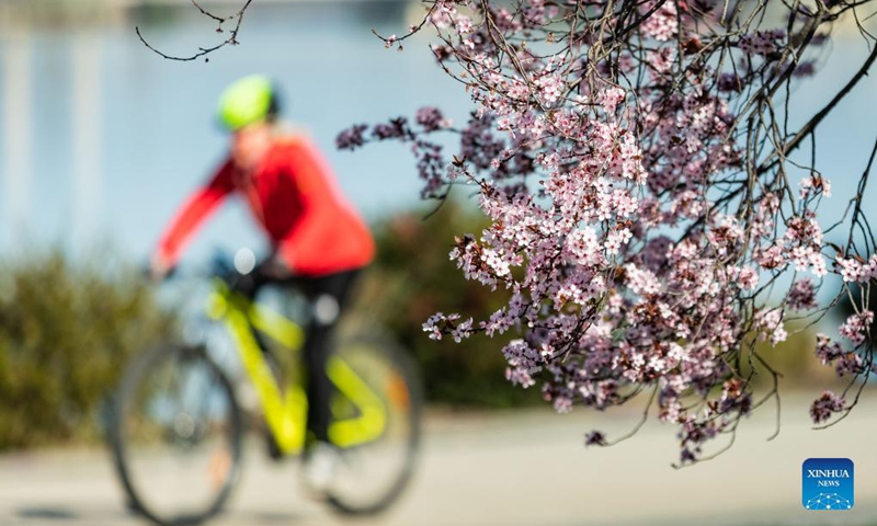 Photo taken on Sept. 2, 2021 shows cherry blossoms by Lake Burley Griffin in Canberra, Australia. Australia reported another record number of 1,477 new cases on Thursday morning as the country continued to battle the third wave of COVID-19 infections. Photo: Xinhua 