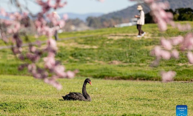 Photo taken on Sept. 2, 2021 shows a black swan resting on the grass by Lake Burley Griffin in Canberra, Australia. Australia reported another record number of 1,477 new cases on Thursday morning as the country continued to battle the third wave of COVID-19 infections. Photo: Xinhua 