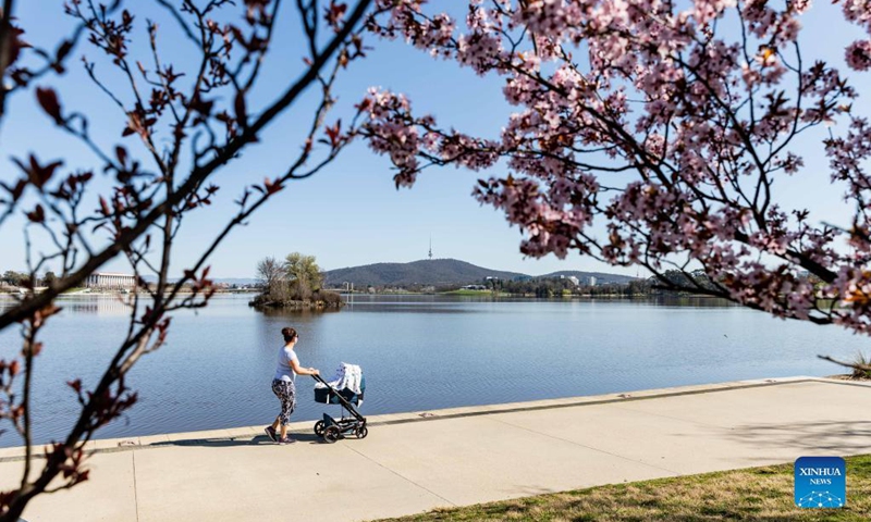A woman pushes a baby stroller past cherry blossoms by Lake Burley Griffin in Canberra, Australia, on Sept. 2, 2021. Australia reported another record number of 1,477 new cases on Thursday morning as the country continued to battle the third wave of COVID-19 infections. Photo: Xinhua 