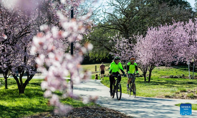 Two bikers ride past the cherry blossoms by Lake Burley Griffin in Canberra, Australia, Sept. 2, 2021. Australia reported another record number of 1,477 new cases on Thursday morning as the country continued to battle the third wave of COVID-19 infections. Photo: Xinhua 