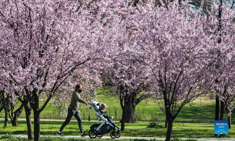 A woman pushes a baby stroller through the cherry blossoms by Lake Burley Griffin in Canberra, Australia, on Sept. 2, 2021. Australia reported another record number of 1,477 new cases on Thursday morning as the country continued to battle the third wave of COVID-19 infections. Photo: Xinhua 