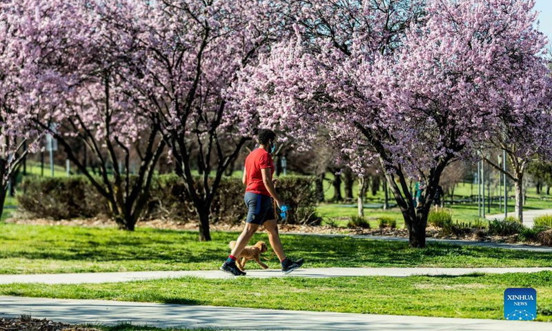 A pedestrian walks his dog through the cherry blossoms by Lake Burley Griffin in Canberra, Australia, on Sept. 2, 2021. Australia reported another record number of 1,477 new cases on Thursday morning as the country continued to battle the third wave of COVID-19 infections. Photo: Xinhua 