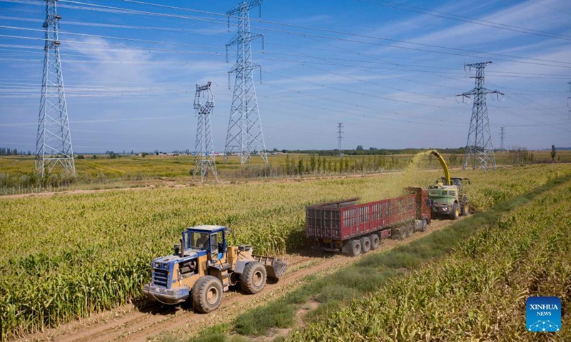 Aerial photo taken on Sept. 2, 2021 shows farmers operating harvesters to reap corn crops in the field of Pingluo County, northwest China's Ningxia Hui Autonomous Region.Photo:Xinhua