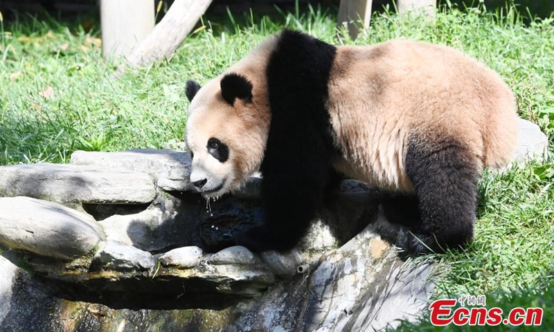 Giant pandas have fun during the early autumn at the Shenshuping Base of China Conservation and Research Center for Giant Panda, Southwest China's Sichuan Province, Sept. 3, 2021.Photo:China News Service