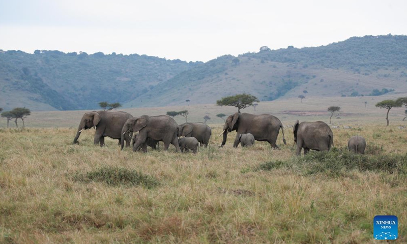Photo taken on Aug. 30, 2021 shows a herd of elephants at Maasai Mara National Reserve in southwestern Kenya. Kenya has released the results of a three-month wildlife census that reveal a slight increase in the population of iconic large herbivores including elephants and rhinos. Photo:Xinhua