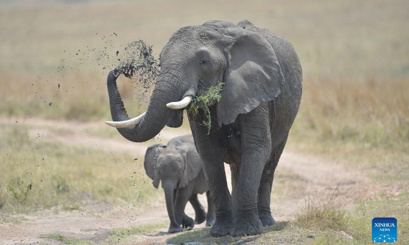 Photo taken on Aug. 31, 2021 shows elephants at Maasai Mara National Reserve in southwestern Kenya. Kenya has released the results of a three-month wildlife census that reveal a slight increase in the population of iconic large herbivores including elephants and rhinos. Photo:Xinhua