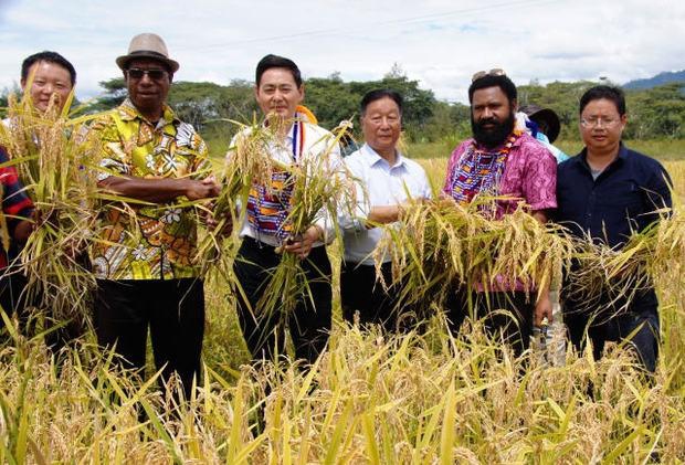 Chinese experts and local people in Papua New Guinea holding upland rice