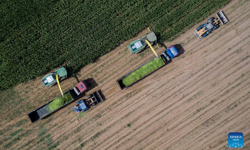 Aerial photo taken on Sept. 2, 2021 shows farmers operating harvesters to reap corn crops in the field of Pingluo County, northwest China's Ningxia Hui Autonomous Region.Photo:Xinhua