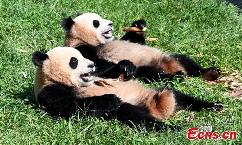Giant pandas have fun during the early autumn at the Shenshuping Base of China Conservation and Research Center for Giant Panda, Southwest China's Sichuan Province, Sept. 3, 2021.Photo:China News Service